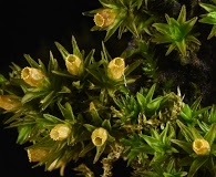 Orthotrichum ohioense