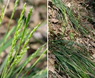 Oryzopsis asperifolia