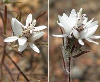 Osmadenia tenella