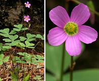 Oxalis alpina