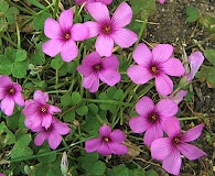 Oxalis articulata