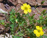 Oxalis californica