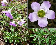 Oxalis decaphylla