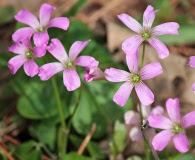 Oxalis drummondii