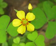 Oxalis grandis