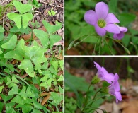 Oxalis latifolia