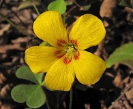 Oxalis macrantha