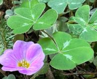 Oxalis smalliana
