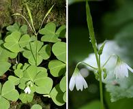 Oxalis trilliifolia