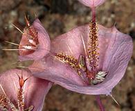 Oxytheca perfoliata