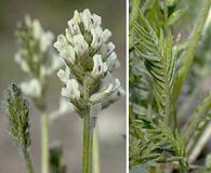 Oxytropis campestris