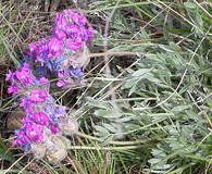 Oxytropis lagopus