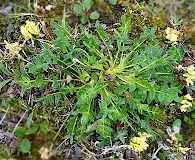 Oxytropis maydelliana