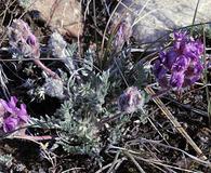 Oxytropis multiceps