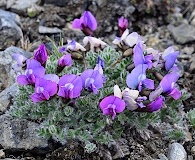 Oxytropis nigrescens