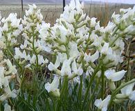 Oxytropis sericea