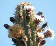 Pachycereus pecten-aboriginum