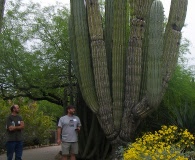 Pachycereus pringlei