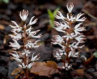 Pachysandra procumbens