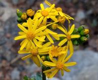 Packera coahuilensis