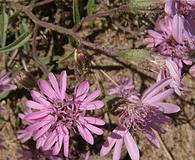 Palafoxia sphacelata