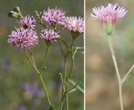 Palafoxia texana