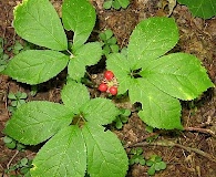 Panax quinquefolius