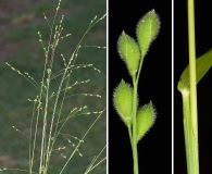 Panicum brachyanthum