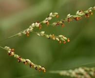 Panicum coloratum