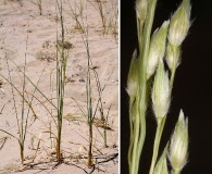 Panicum urvilleanum