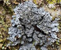 Pannaria conoplea