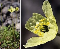 Papaver lapponicum