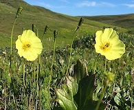 Papaver macounii