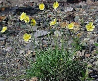 Papaver mcconnellii