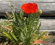 Papaver orientale