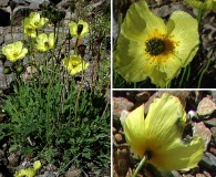 Papaver radicatum