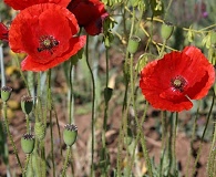 Papaver rhoeas