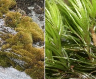 Paraleucobryum longifolium