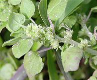 Parietaria floridana