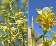 Parkinsonia microphylla