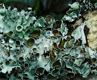 Parmotrema cetratum