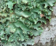 Parmotrema subisidiosum