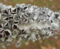 Parmotrema submarginale