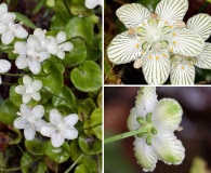 Parnassia asarifolia