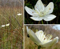 Parnassia caroliniana