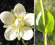 Parnassia glauca