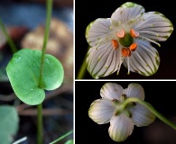 Parnassia grandifolia