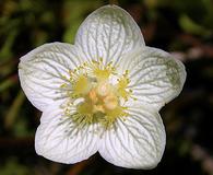 Parnassia palustris