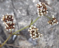 Paronychia baldwinii