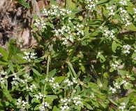 Paronychia drummondii